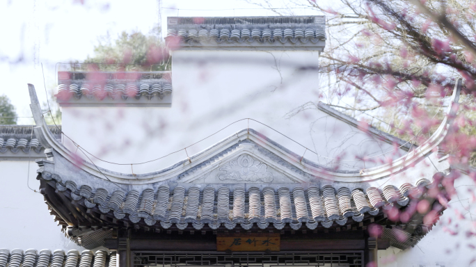 【8K】紫竹院中式庭院梅花盛开