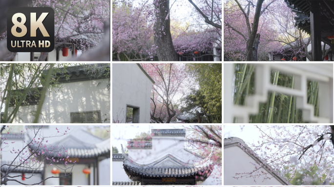 【8K】紫竹院中式庭院梅花盛开