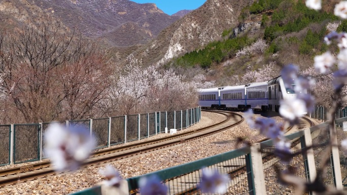 北京春日列车穿梭花海