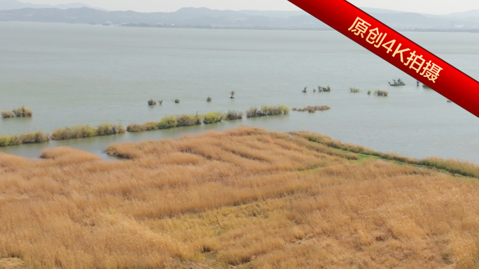 芦苇荡湿地风光 湖泊芦苇生态景观