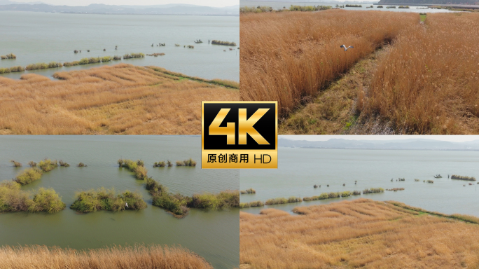 芦苇荡湿地风光 湖泊芦苇生态景观