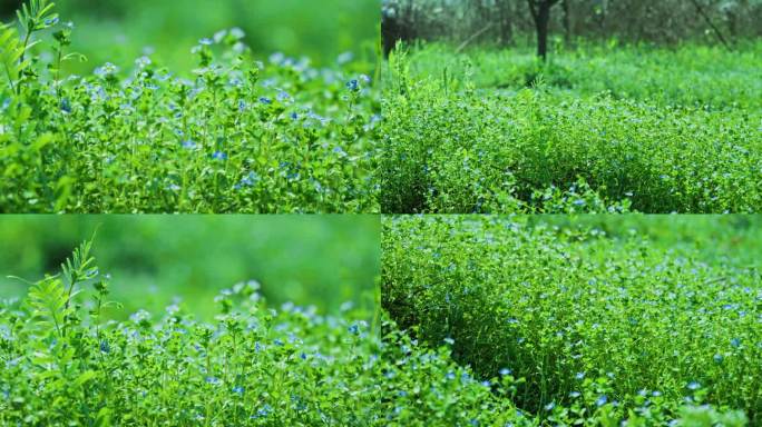 小草　青草