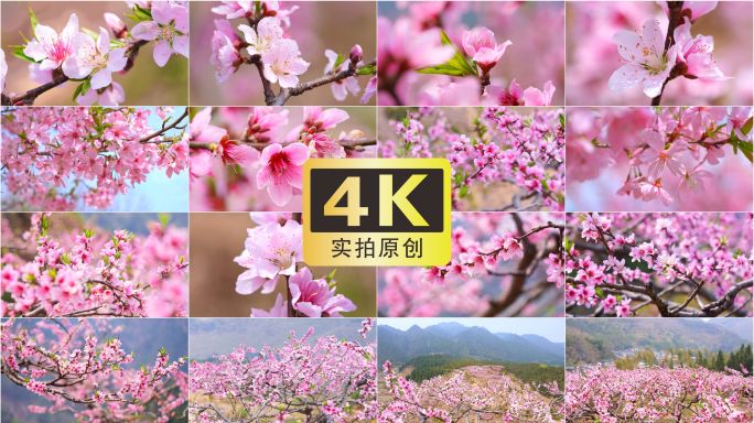 春天桃花花朵万物复苏唯美空境