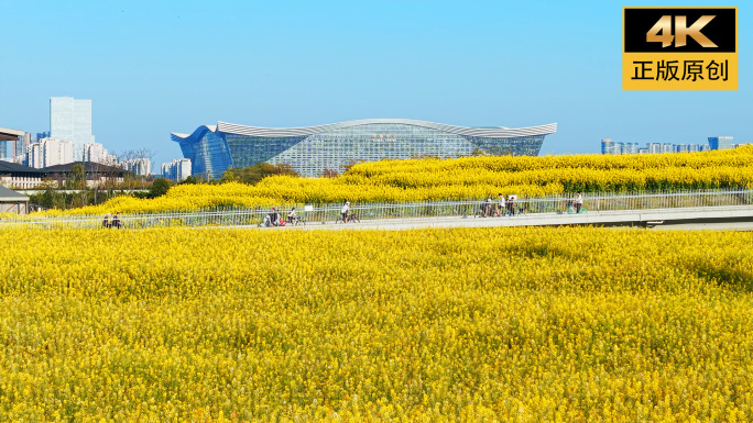 成都春天油菜花樱花泡桐花唯美风景