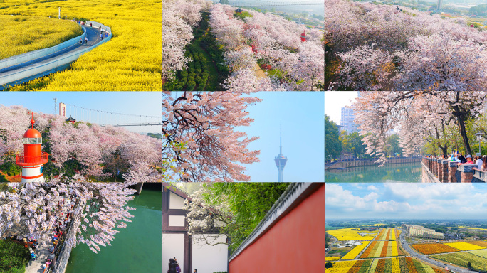 成都春天油菜花樱花泡桐花唯美风景