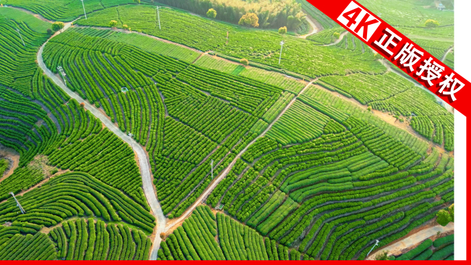 茶茶茶茶叶白茶采茶清明茶春茶茶山风光茶园