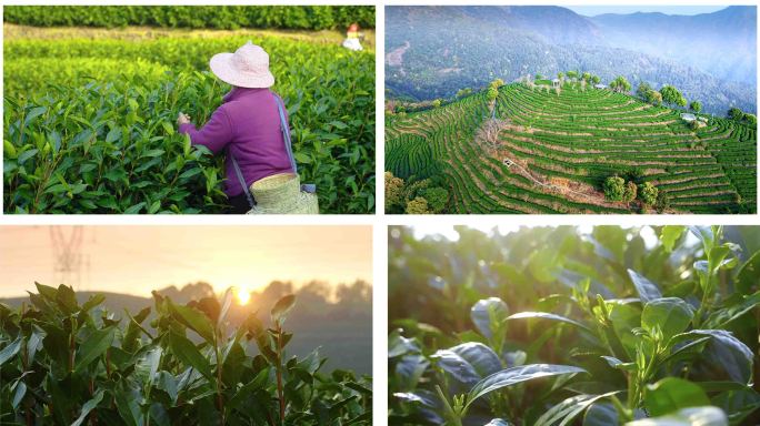 茶茶茶茶叶白茶采茶清明茶春茶茶山风光茶园