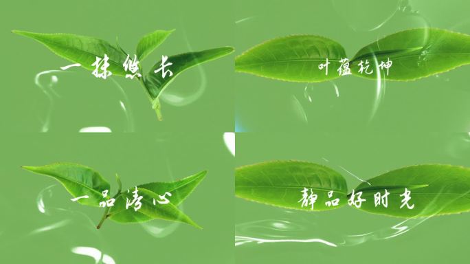 清新茶叶花茶文字模版