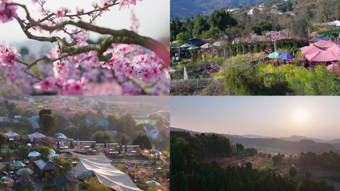 成都龙泉山桃花故里春天赏桃花4k