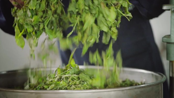 茶叶  茶叶加工 茶产业 农业 农产品