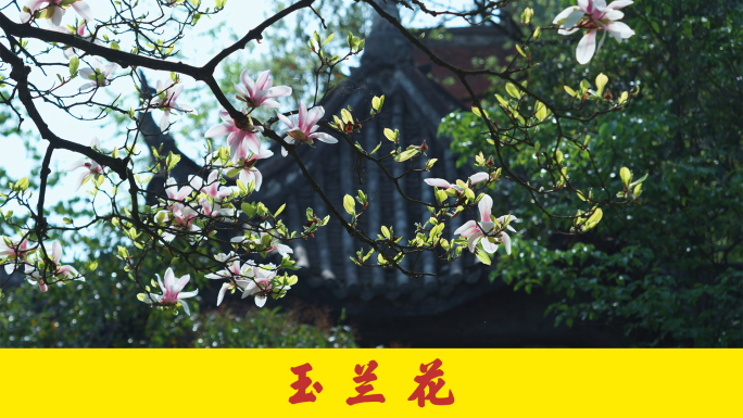 玉兰花 江南春天