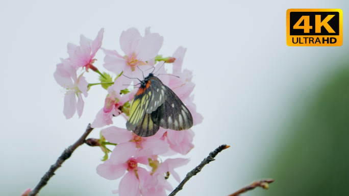 4k唯美樱花特写空镜 樱花盛开 春天立春
