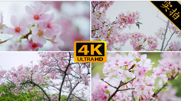 4k唯美樱花特写空镜 樱花盛开 春天立春