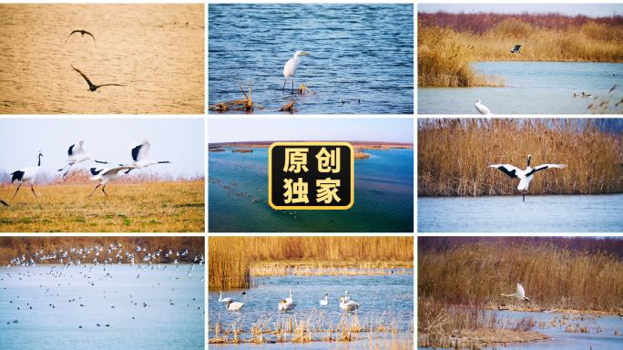 生态鸟湿地候鸟迁徙飞鸟芦苇荡湖泊鸟类栖息
