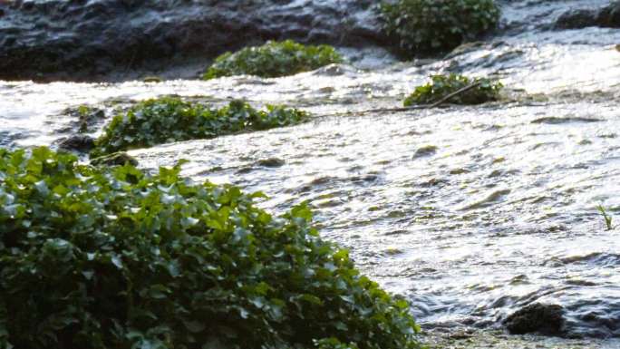 多景别溪水绿水青山白云延时流水