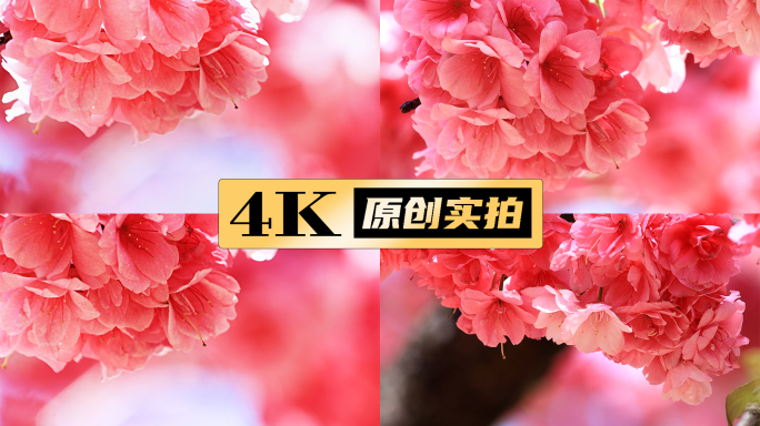 樱花昆明樱花春日樱花唯美氛围唯美樱花