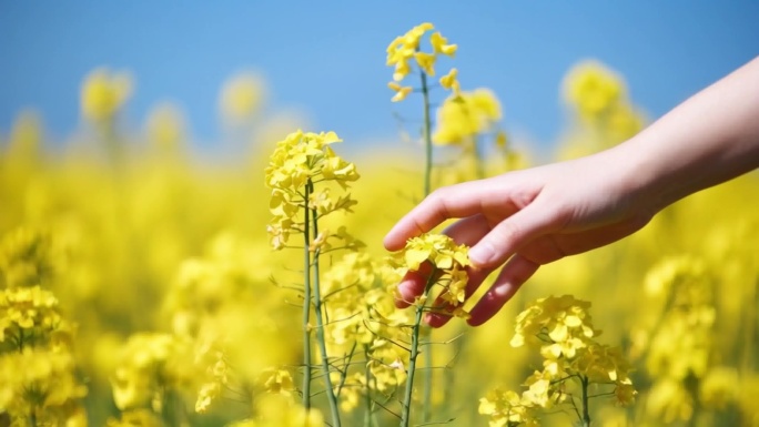 少女美女花海游玩春天油菜花户外野外ai素