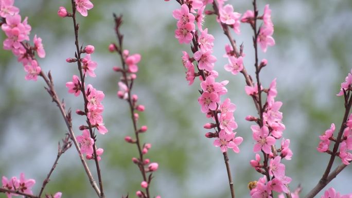 粉色桃花满枝条