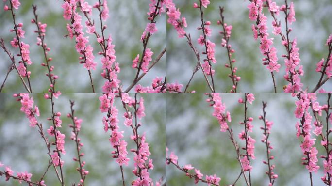粉色桃花满枝条