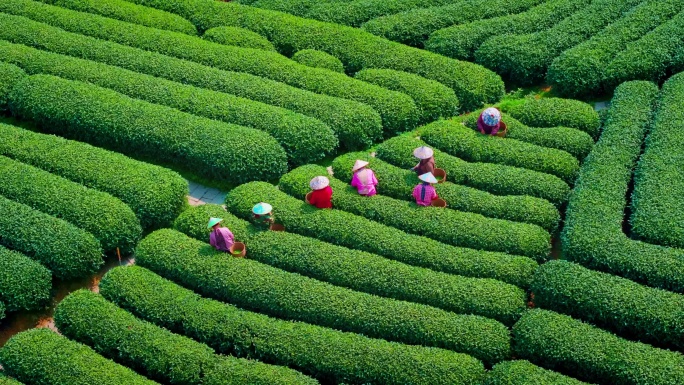 茶茶叶茶园茶山茶农采茶摘茶采摘航拍合集