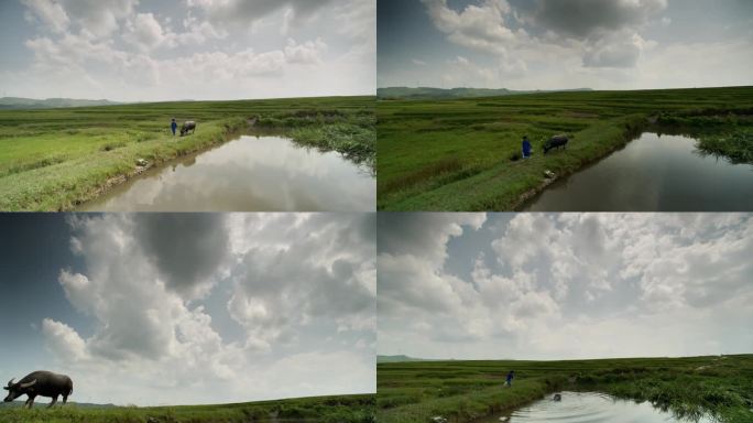 田园牧歌水牛耕作