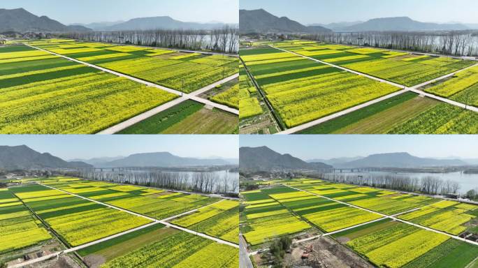 油菜花田航拍景观 春天村庄