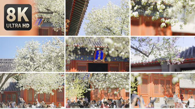 【8K】智华寺梨花盛开