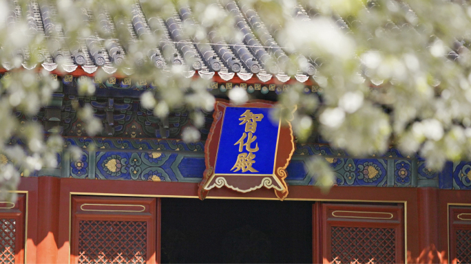 【8K】智华寺梨花盛开