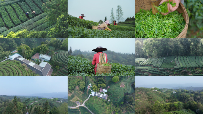 雅安大地指纹茶园采茶人文4k