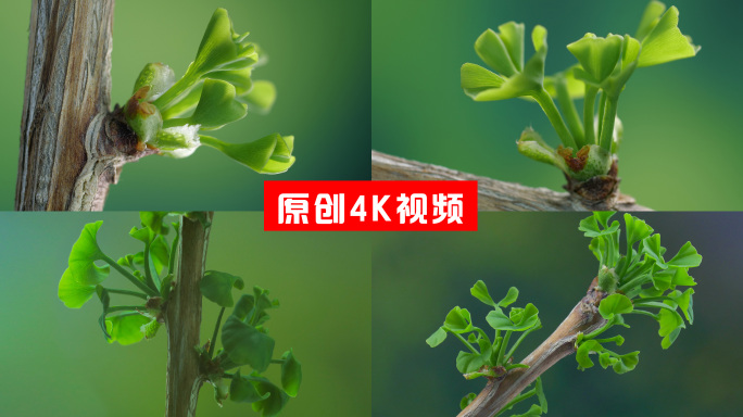 树枝发芽