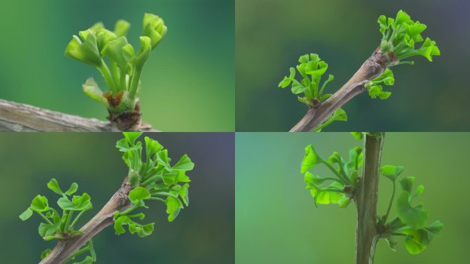 树枝发芽
