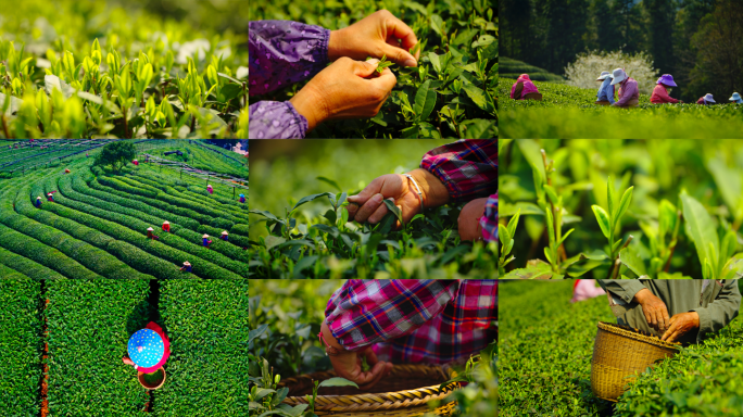 茶茶叶茶园茶农采茶摘茶大合集