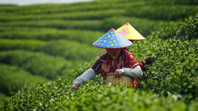 茶茶叶茶园茶农采茶摘茶大合集