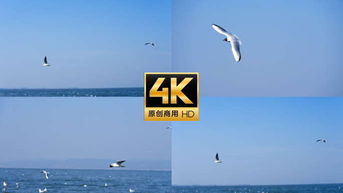 海鸥飞翔与人群观赏湖面海鸥群飞