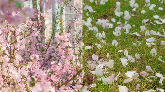春天武汉小区清晨公园樱花海棠飘落赏花竖屏