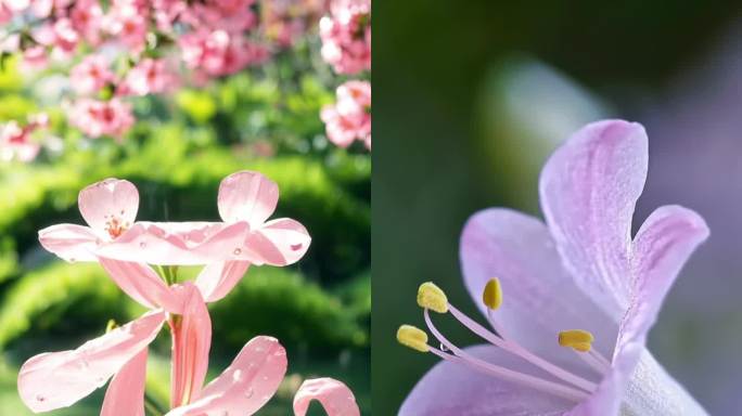竖版春暖花开 唯美樱花  百花争艳