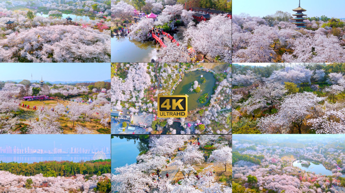 武汉樱花东湖磨山樱花园实拍