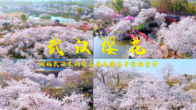 武汉樱花东湖磨山樱花园实拍