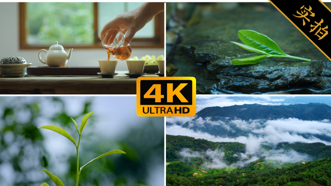 4k茶 春茶 有机茶 茶芽茶叶冲泡明前茶