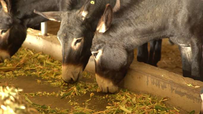 驴群养殖场黑驴养殖