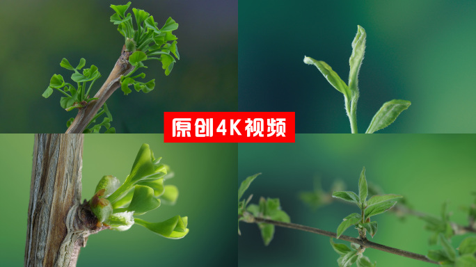 树枝发芽