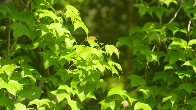 枫叶红枫春天绿色嫩叶风吹绿叶春日枝繁叶茂