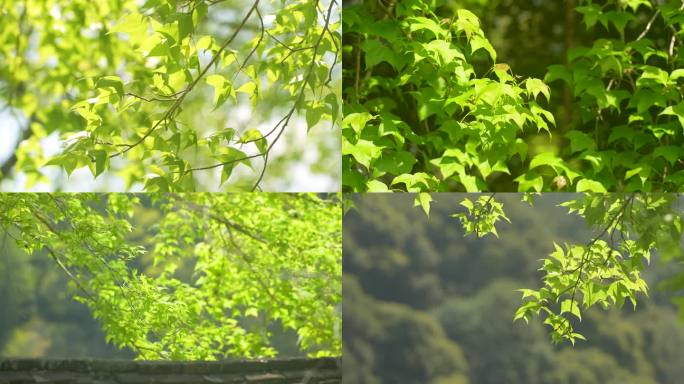 枫叶红枫春天绿色嫩叶风吹绿叶春日枝繁叶茂