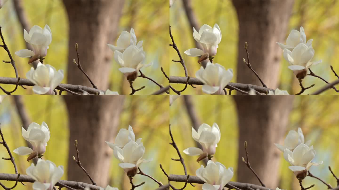 玉兰花开春意浓