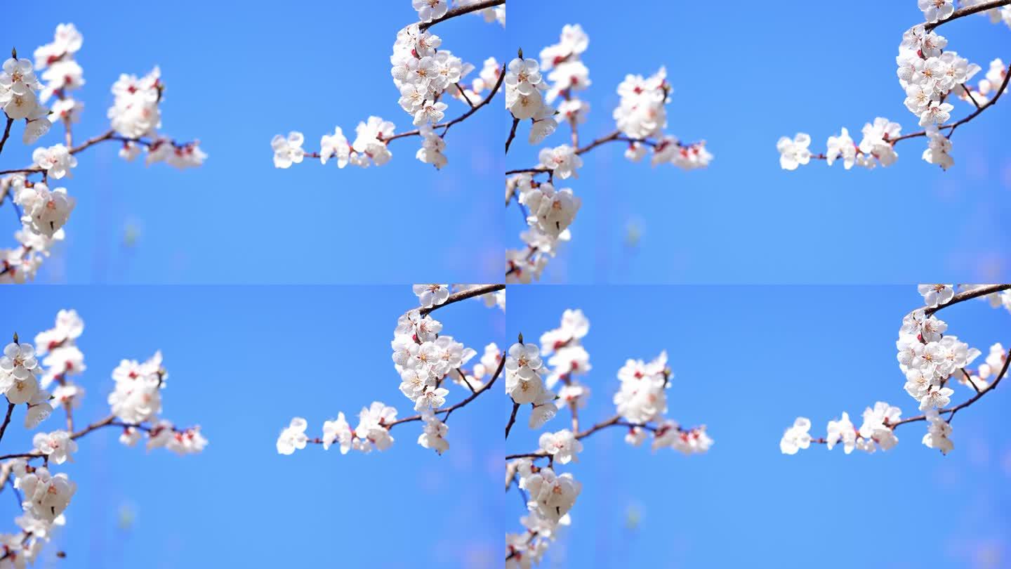 春日梅花盛开