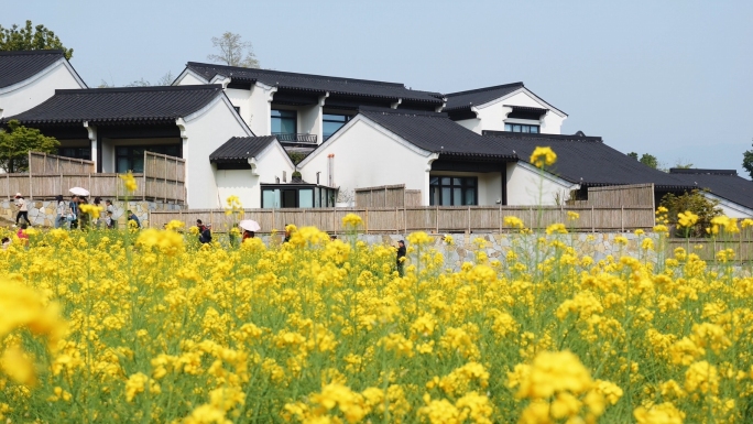 4k油菜花 乡村旅游 踏青