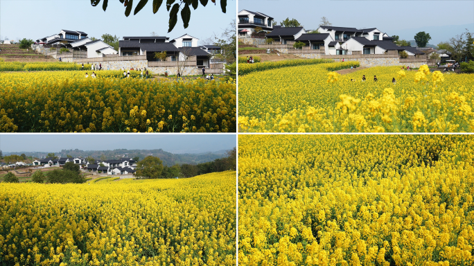 4k油菜花 乡村旅游 踏青