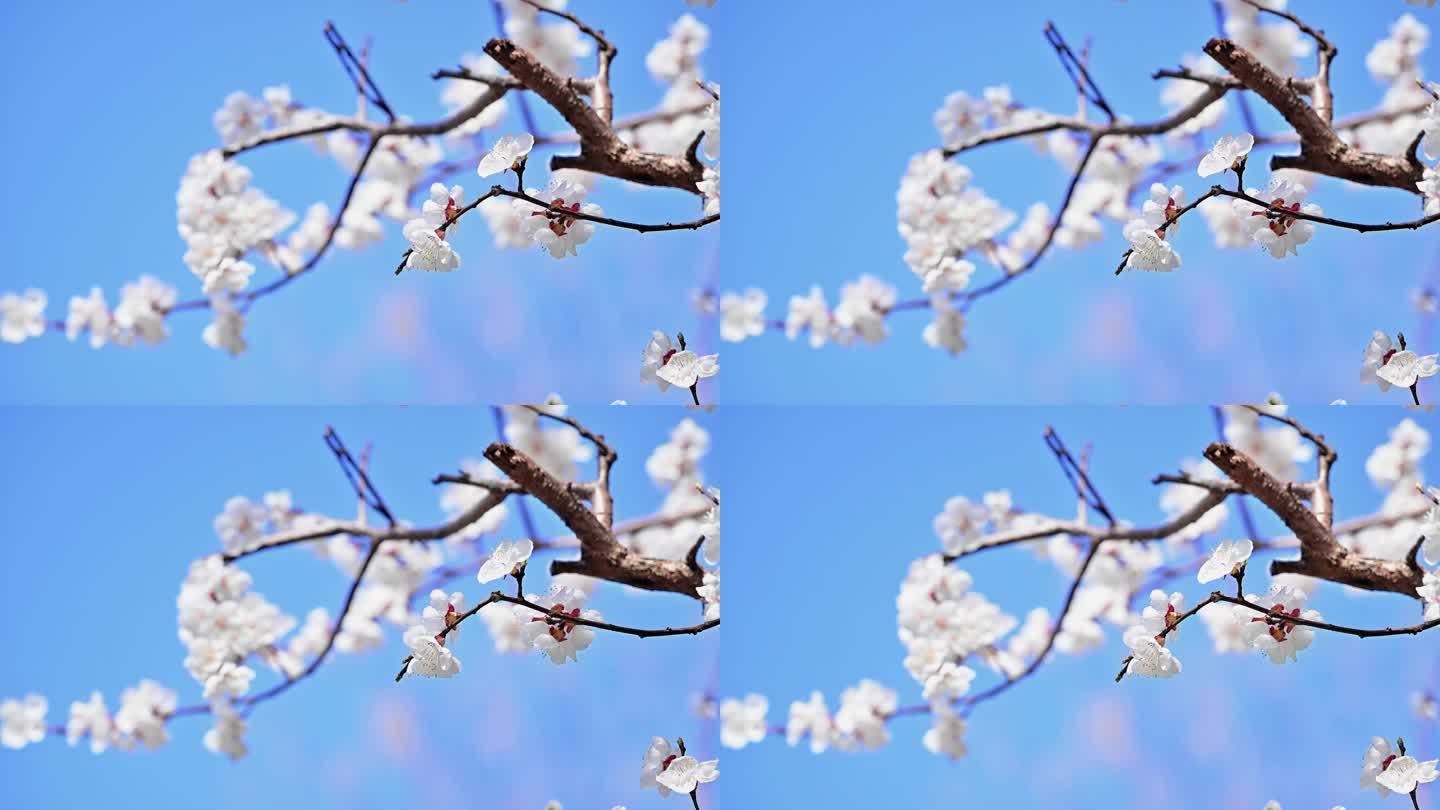 空镜赏花