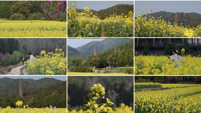 春日天台国清寺隋塔下的油菜花海与游客景观