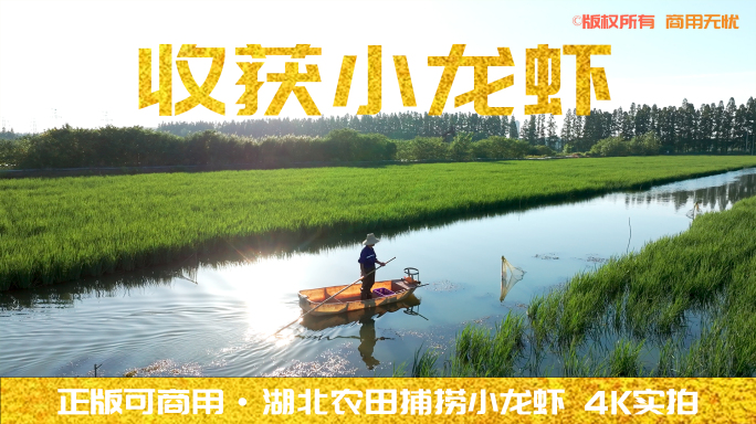 4K捕捞小龙虾虾稻共作养殖产业实拍